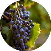 Trans-Resveratrol
